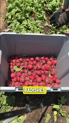 How to store radishes from the garden #gardening #garden #marketgardening #marketgarden