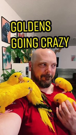 Funny Conure Parrot Compilation - Cute and Talented Birds