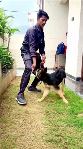 🐕 EUROPEAN DOBERMAN 🐕 Give puppy basicobedience and obedient training tutorial