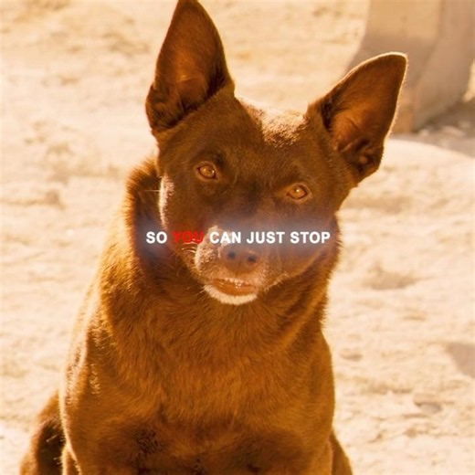 The red dog finally finds the one person it belongs with. #film #movie #foryou #reddog #love #fyp