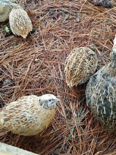 Profitability of Raising Quail: A Beginner's Guide