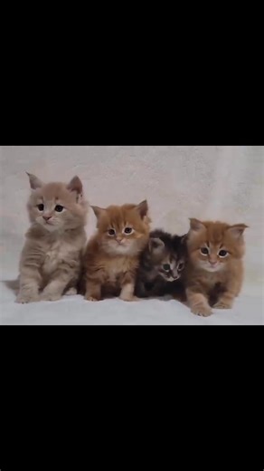 1.2K views · 16 reactions | This adorable Maine Coon kittens video...