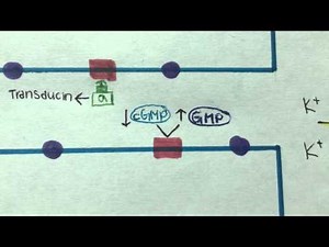 Phototransduction in the Rod Cells of the Retina