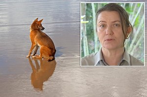 9-year-old attacked by ‘threatening’ dingo after her parents turned around for ‘2 seconds’