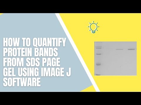 How to Quantify Protein Bands from SDS PAGE Gel Using Image J Software