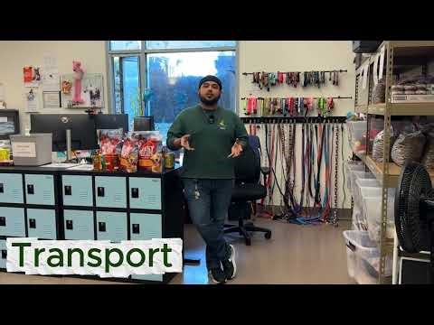 Volunteer with Our Dog Team!