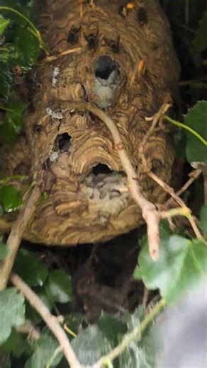 #waspnest #waspnestremoval #yellowleggedhornet #wespendief