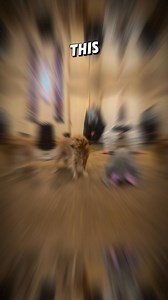 Why This Golden Retriever Can't Stop Crying 😢 | Podelkin Work