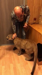 2.9M views · 103K reactions | When your cat is a pet cougar...  ViralHog | VT | Facebook