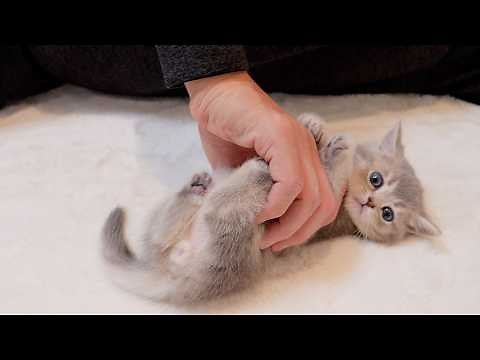 The kitten purring and cuddling was just too cute!