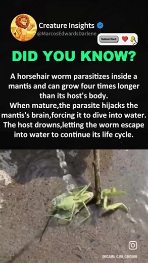 Horsehair Worm Controls Mantis To Complete Life Cycle #animalfacts #weirdnature #insectfacts