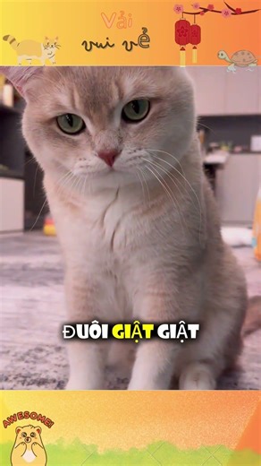 Cách bật chế độ chơi rượt đuổi với mèo cưng #giaitri #meow #dongvat #thucung #pets