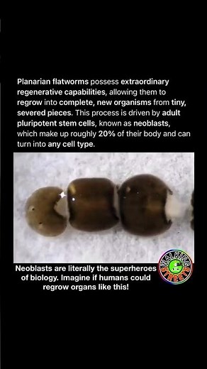 This Flatworm Teaches Us Extraordinary Regrowth 🪱
