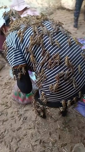 539K views · 10K reactions | Room full of bugs #roomfull #bugs | Adam T Hart and Eric | Facebook