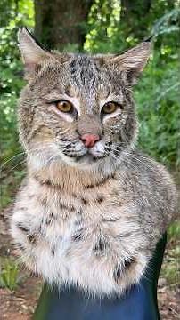 Mounting a bobcat 🐱 #taxidermy