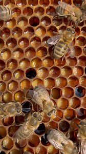 Pollen and some nectar… ideal frame . Pollen is an essential food source for bees—it’s their main source of protein, vitamins, minerals, and lipids. Here’s what bees use it for: 1. Feeding larvae: Nurse bees mix pollen with nectar to make “bee bread,” which they feed to growing larvae. 2. Feeding the queen: The royal jelly given to the queen is made by nurse bees that consume lots of pollen. 3. Colony development: Pollen is critical in early spring to build up strong populations. Without enough 
