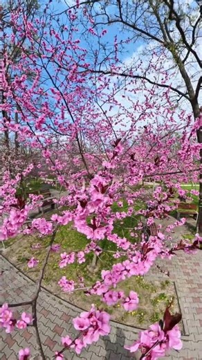 Insta360 X5 Single-Lens Mode Sample Footage #shortvideo