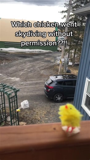 Which Chicken Went Skydiving Without Permission??!!