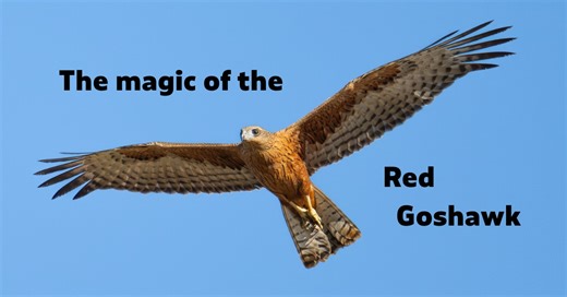 55K views · 1.4K reactions | If you haven't fallen in love with the...