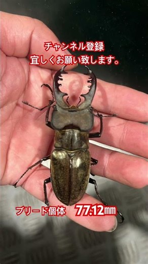 #ミヤマクワガタ #クワガタ飼育 #クワガタムシ #クワガタ