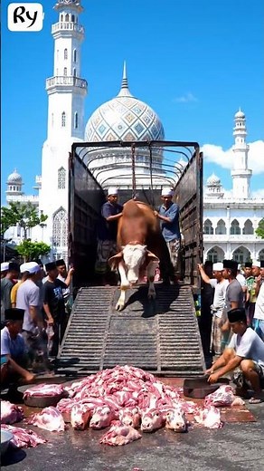 sapi kurban limosin jumbo diturunkan perlahan di dekat masjid