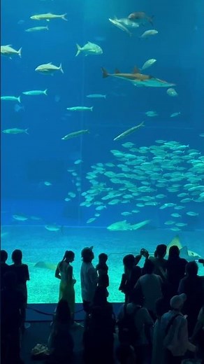 🌊沖縄美ら海水族館🌊 Okinawa Churaumi Aquariur#沖縄旅行 #沖縄観光 #水族館