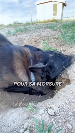 A "super soldier" dog breed?! 🐕