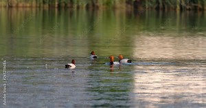 Common pochard are swimming on the wetland