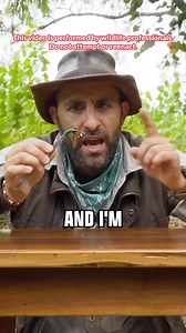 Guess what? The sting of the cicada killer is painful. #sting #bug #cicadakiller #bravewilderness | Brave Wilderness