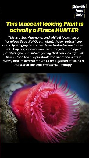 Don't get fooled by it's beauty 🦑💀 : Sea Anemone Explained #science #nature #ocean