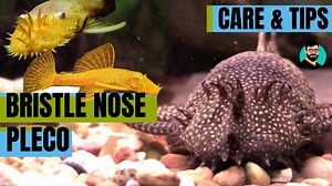 Hello Friends! Bristle Nose Pleco (Algae Eater) - Discussed detail about Pleco Types, Information, Care and Tips, Handling Aquarium Shop: Tetra Aquarium Sivanandha Colony, Coimbatore Ph: 94885 59826 Hope you will like the video Also follow us on Instagram and YouTube Channel Name: Prasanth 360 #bristlenose #pleco #plecos #fishtank #aquariumcare #careandtips #aquaworld #tankmates #bristlenosepleco #sales #prasanth360 #tamil | Prasanth360