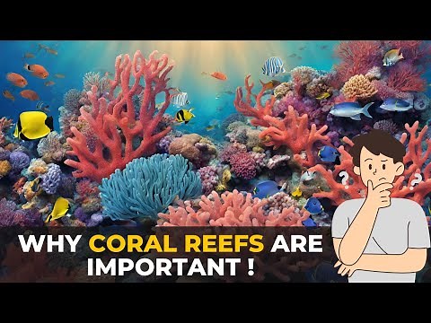 Why Coral Reefs Are More Important Than You Think | The Planet Voice