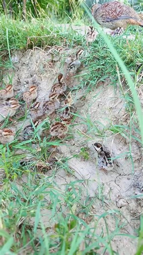 Captivating Moments with Adorable Baby Pheasants