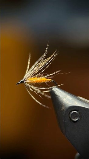 Orange and Partridge🫶