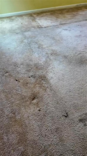 31K views · 360 reactions | Carpet cleaning the hot mess dream house! Getting some cleaning motivation for the weekend! 朗 | Lexi.DIY | Facebook