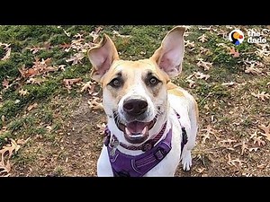 Woman Traveling In Mexico Meets Someone Amazing | The Dodo