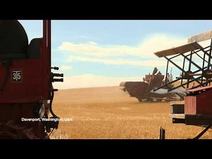 Vintage wheat harvest (4K)