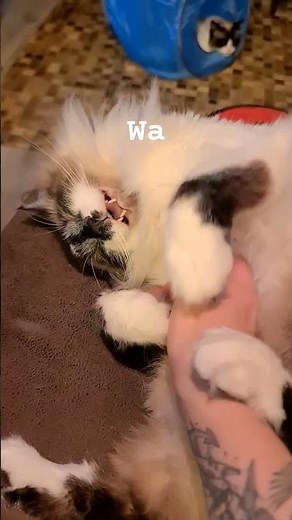 wa wa wa waaa song #cats #kot #tiktok