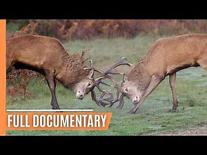 Survival Stories from Nature - Wildlife's Adaptation Journey | Full Documentary