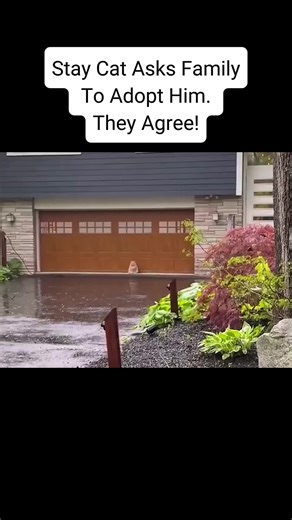 Adorable Animal Cuddles: Heartwarming Moments