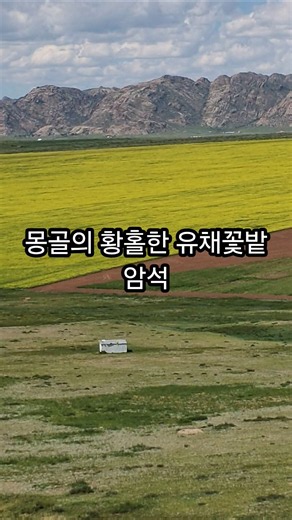 몽골의 황홀한 유채꽃밭과 암석 #몽골여행 #여행 #바닷바람 #travel #서해가볼만한곳 #바다