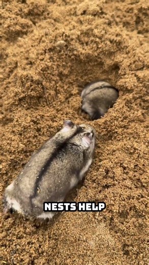 How Hamsters Build Their Nests?