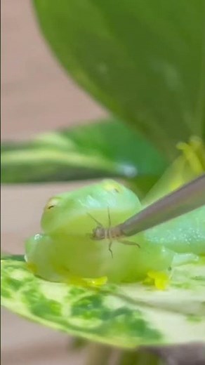 Try feeding glass frogs.