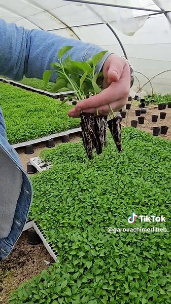 Vidéos de Garouachi Med Iheb (@garouachimediheb) avec son original - خليفة لڨرع