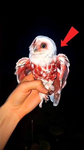 Los 3 Pokémon más populares en la vida real. El último está loquísimo 1-3