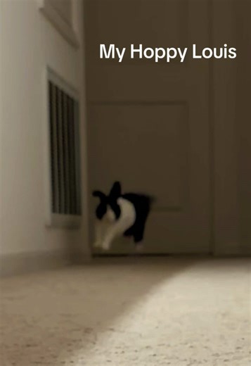 Louis says, “Good night!” #fyp #bunny #binky #hoppy | louis