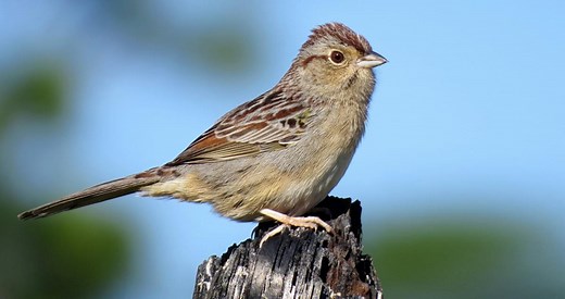 Bachman's Sparrow Sounds, All About Birds, Cornell Lab of Ornithology