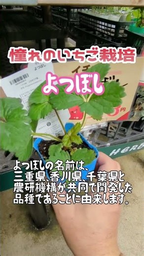 My Dream Strawberry Garden🍓 Yotsuboshi Everbearing