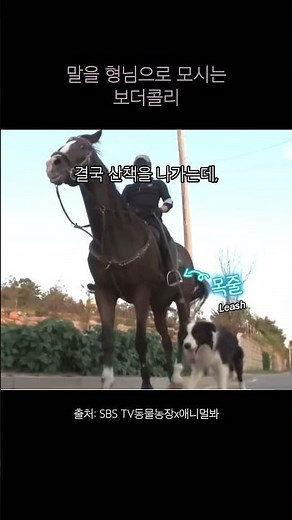 말을 형님으로 모시는 보더콜리