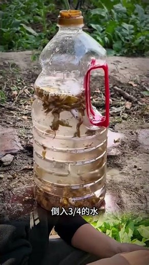 Grow Your Own Veggies: Ultimate Planting & Fertilizing Guide